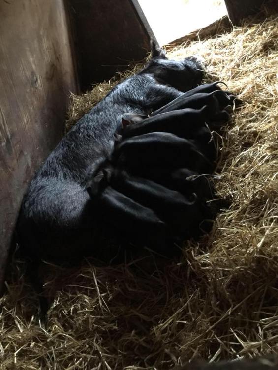 piglets